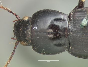 Media type: image;   Entomology 81 Aspect: pronotum dorsal